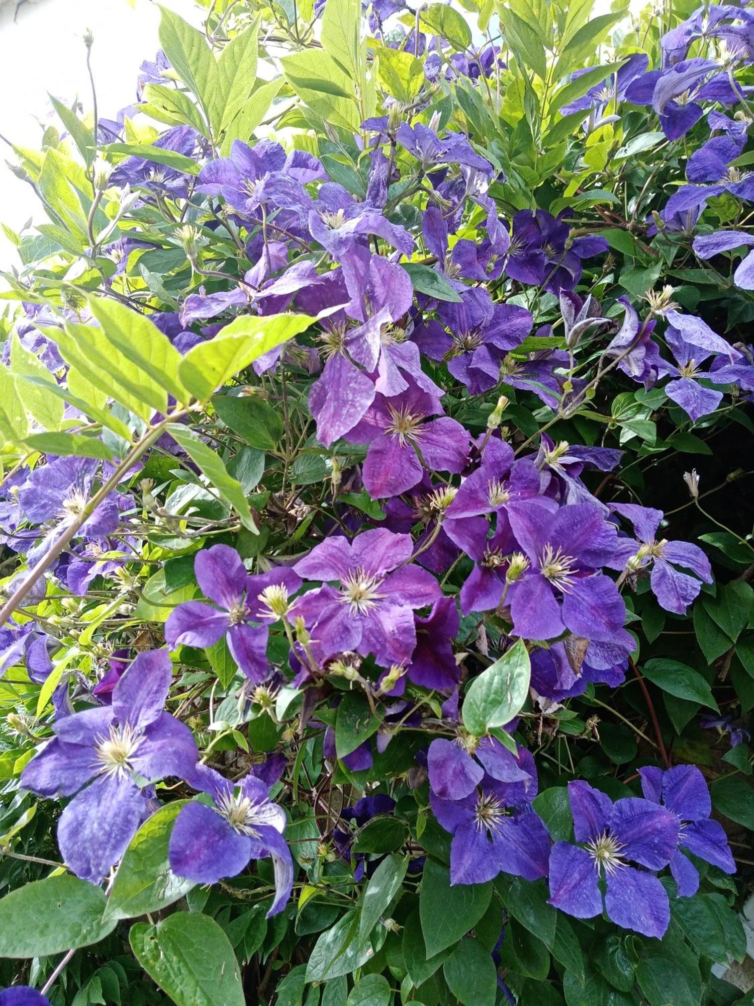 Rose Garden Bayeux B&B 외부 사진