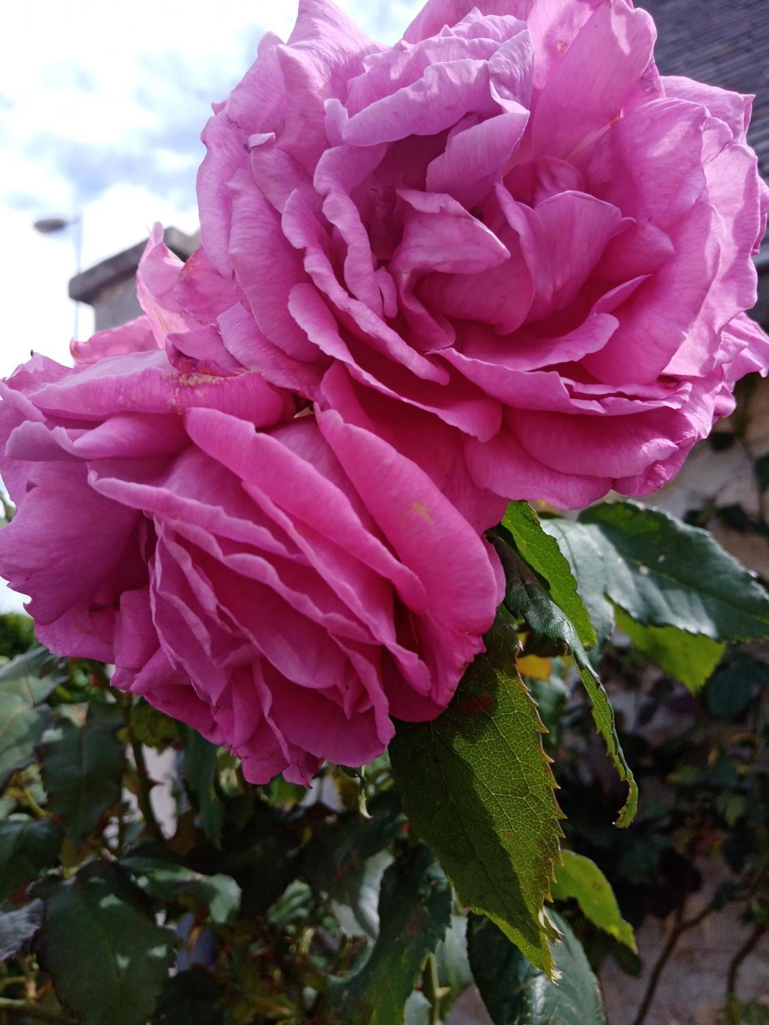 Rose Garden Bayeux B&B 외부 사진